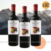 Vang TBN Gonzalo Cabernet Sauvignon 13,5%